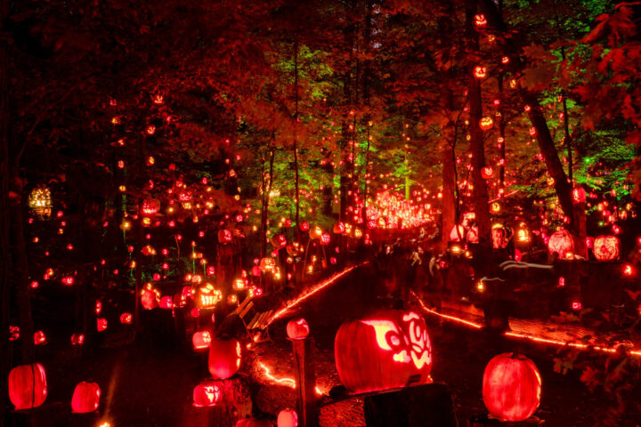 A forest at night is illuminated by hundreds of glowing carved pumpkins, creating a bright orange and red Halloween display among the trees.